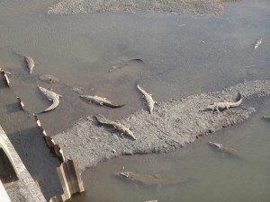 Costa Rican Crocodiles