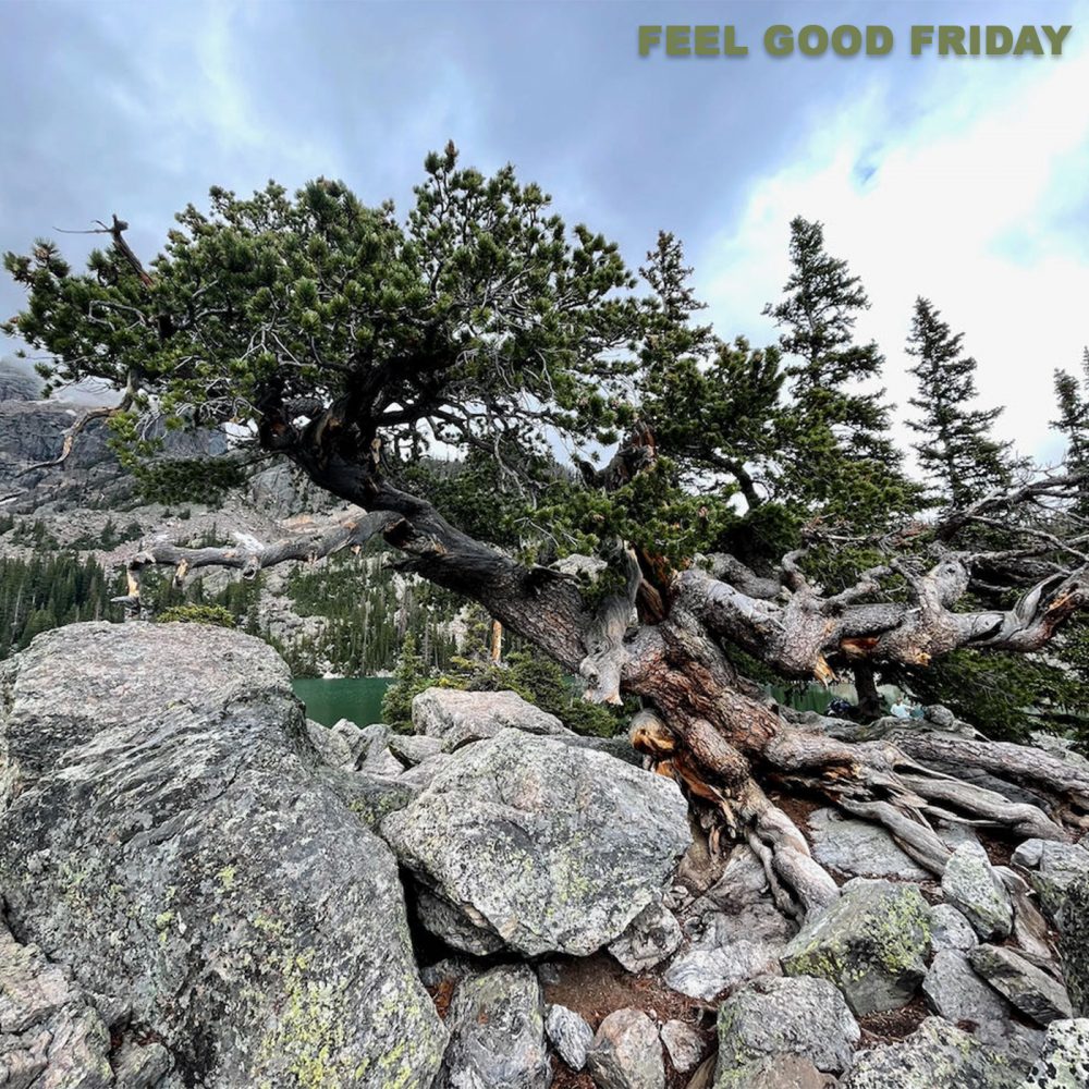 Feel Good Friday - Leadville Video - Rocky Mountain - Time Off Rocky Mountain National Park Tree