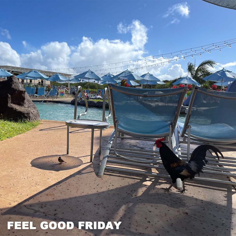 Feel Good Friday - Torque Tank - FUN Workout - Armchair Critics pool in Hawaii
